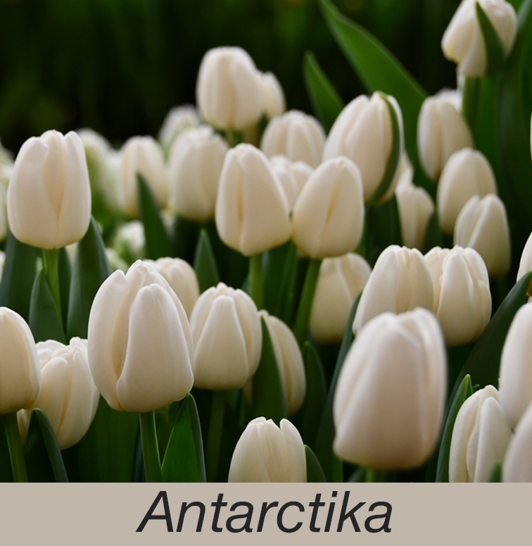 Тюльпан Antarctika (Антарктика), оптом, к 8 марта, белый