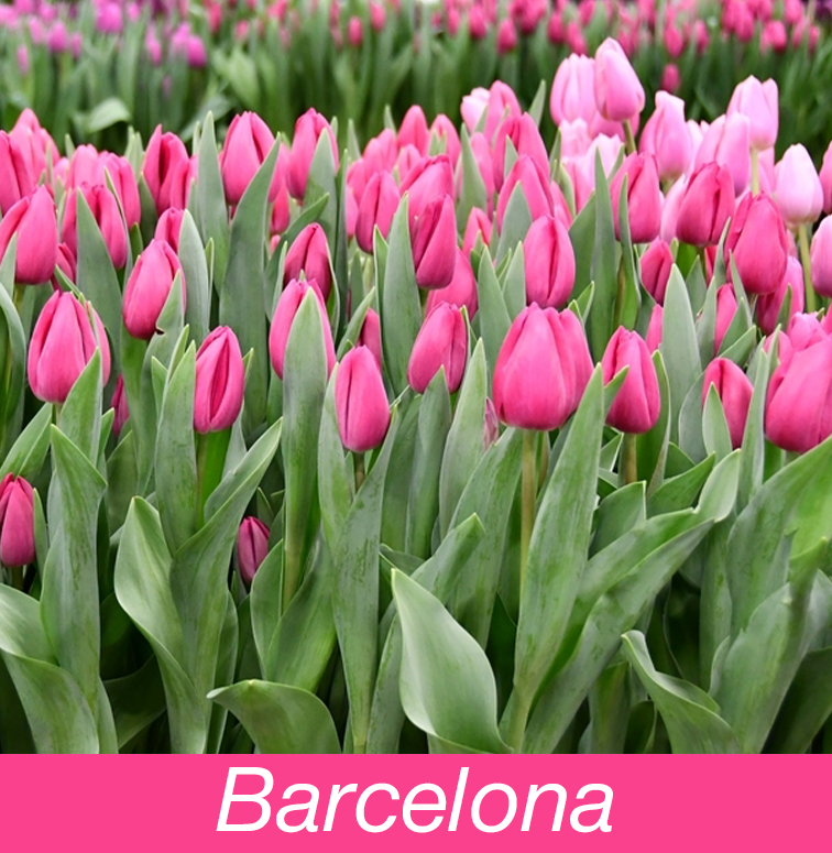 Тюльпан barcelona beauty фото и описание